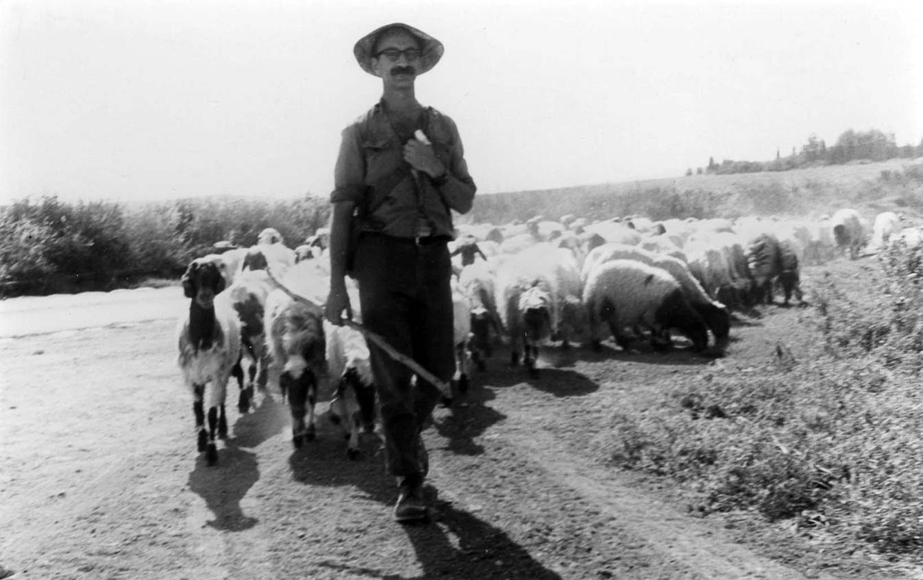 הרועה, והצאן בעקבותיו - אברהמס